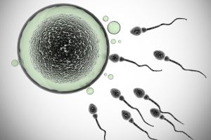 nutricionista bruna carnelosso explica relação entre fertilidade e alimentação
